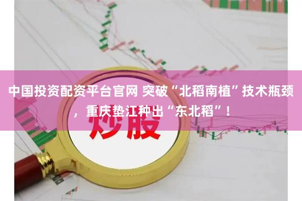 中国投资配资平台官网 突破“北稻南植”技术瓶颈，重庆垫江种出“东北稻”！